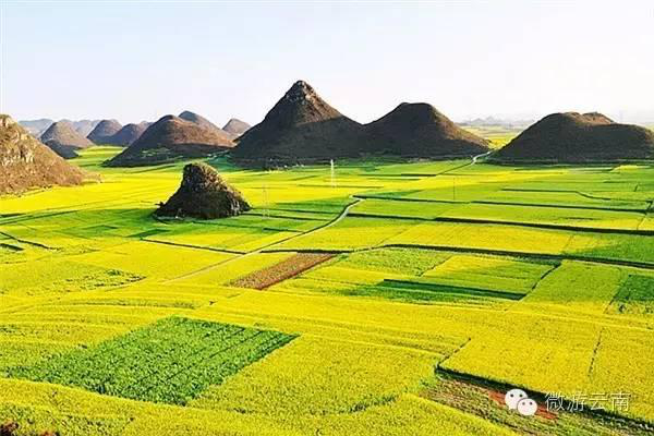 罗平油菜花海