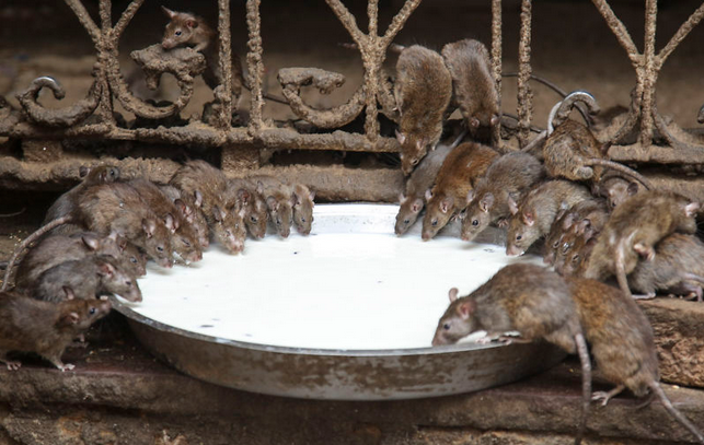印度老鼠地位图片